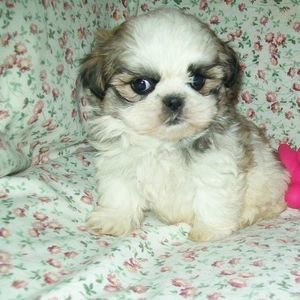 Meet your Posher, Elizabeth